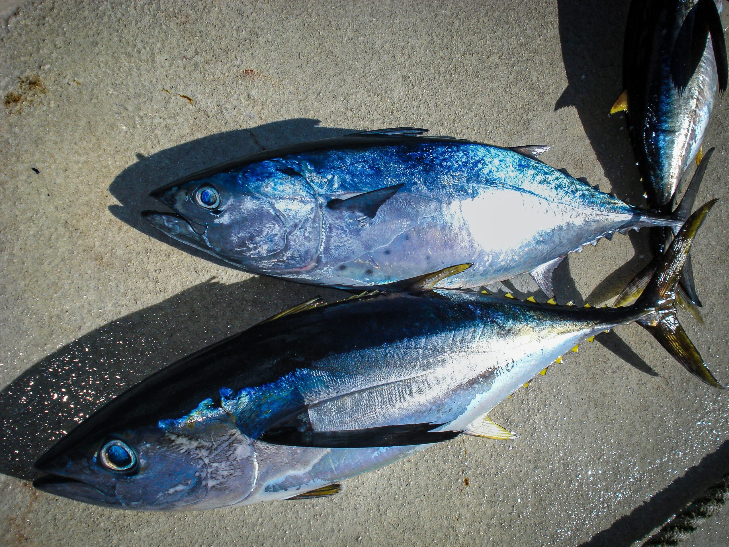 【鮪魚魚鬆推薦】如何分辨「真材實料」與「劣質品」？品巽食品的3大選購標準