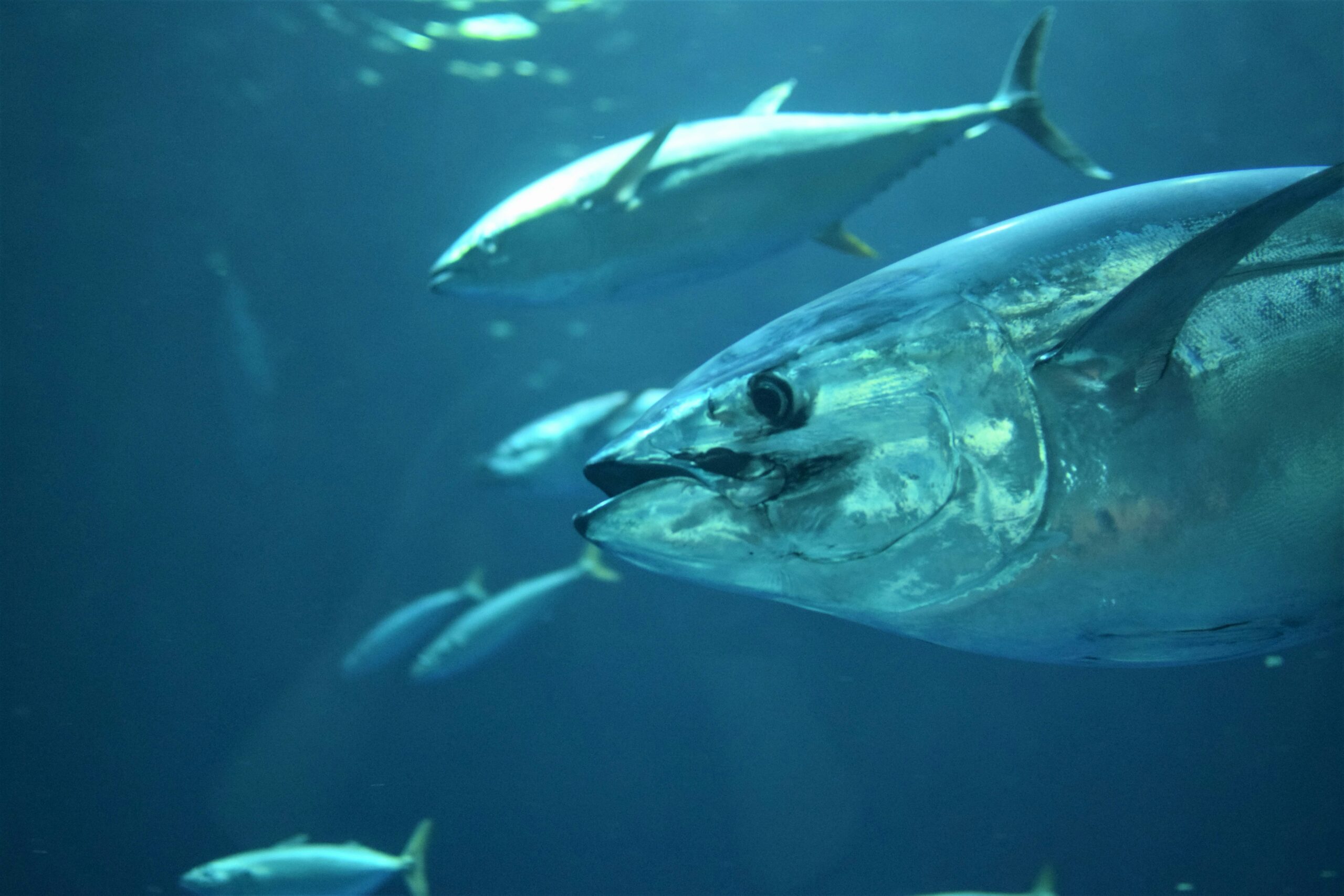 旗魚鬆、鮪魚鬆、鮭魚鬆哪個好？營養師級的完整比較與挑選指南