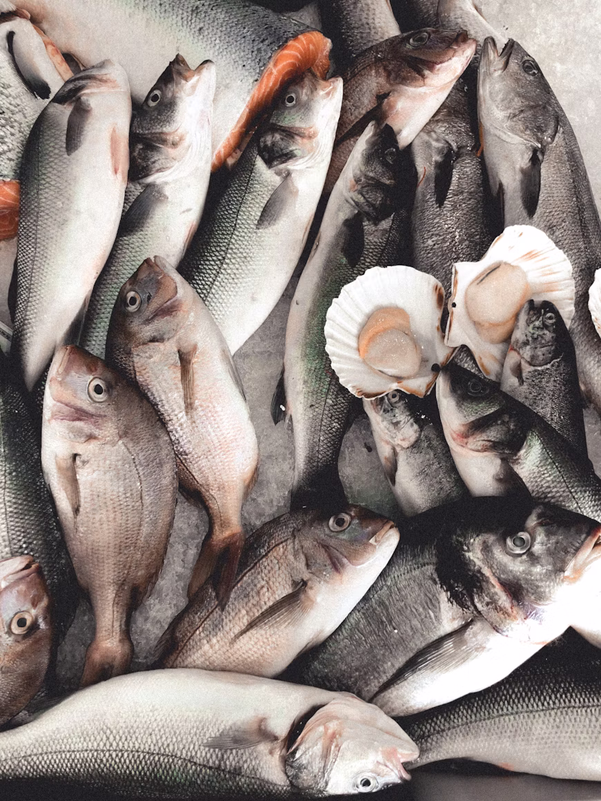 Showcasing high-quality fish floss labels and ingredient transparency